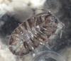 Armadillidium sp.